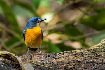 Beautiful bird of Mangrove Blue Flycatcher (Cyornis rufigastra) in Natural tropical Mangrove forest