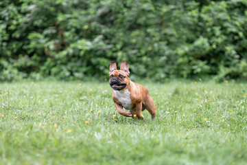 Young french bulldog dog is running and playing game