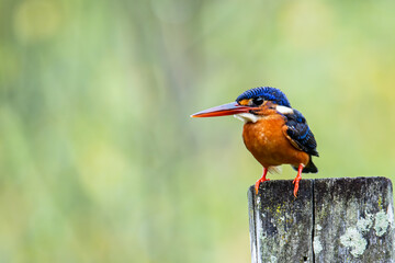 Beautiful blue-eared kingfisher bird (Alcedo meninting) sitting on branch