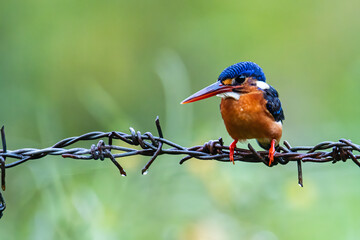 Beautiful blue-eared kingfisher bird (Alcedo meninting) sitting on branch