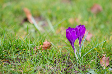 Beautiful Crocuses, one of the first spring flowers.