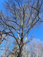 trees in the sky
