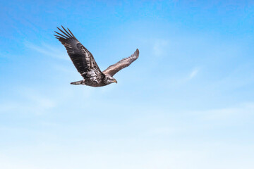 Juvenile bald eagle in flight under blue sky