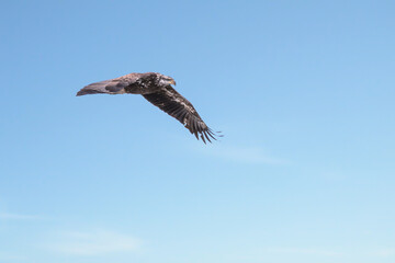 Juvenile bald eagle in flight under blue sky