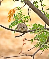 owlet