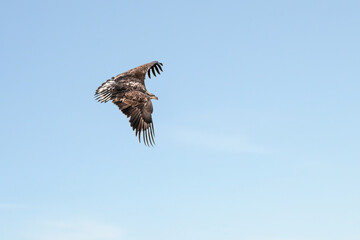 Juvenile bald eagle in flight under blue sky