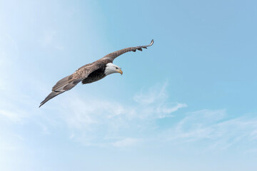 Bald Eagle is flying under blue sky