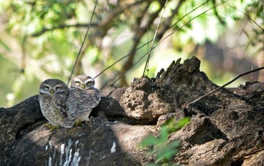 owlets