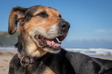 New Zealand huntaway sheepdog