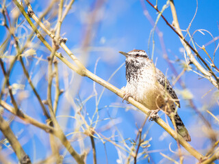 Cactus wren on a branch