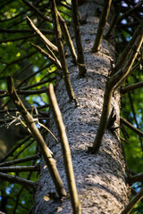 pień drzewa z suchymi, połamanymi gałęziami © Andrzej Michaluk