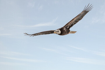 Bald Eagle is flying under blue sky