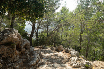 path in the woods of Mallorca.