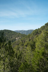Fototapeta na wymiar Woods in Mallorca.