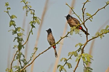 bulbul