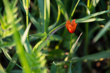 czerwony mak wśród zielonych traw