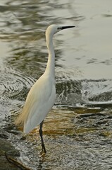 Obraz premium heron