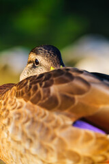 Portrait of a duck in the wild. Animals and birds. Mallards on the lake in the summertime. Photo during sunset.
