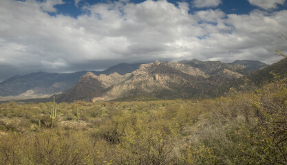 Saguaro Tree in a Desert landscape