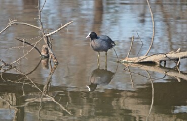 waterhen coot