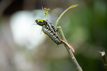 yellow caterpillar on a leaf