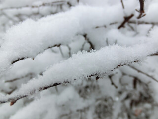 
Tree branches in the snow