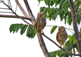 Pareja de búhos
