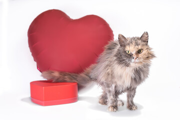 happy valentine's day three-legged fluffy tricolor cat looks into the camera with red heart-shaped...