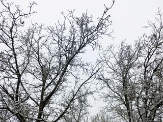 Fototapeta na wymiar Tree branches in the snow