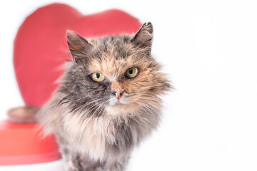 happy valentine's day fluffy tricolor cat looks into the camera with red heart-shaped balloon