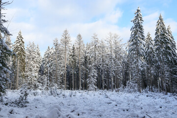 Fototapeta premium winter forest in the snow. Snow covered fir trees in the forest in an open area, bottom view, close-up.
