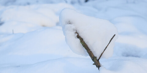 snow on a branch.

Snow on a branch on the right on a snowy background in the forest with a place for text on the left, close-up side view.
