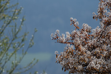 White flowering trees in spring in Europe