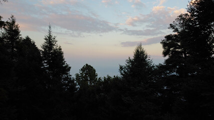 Fototapeta premium pinos