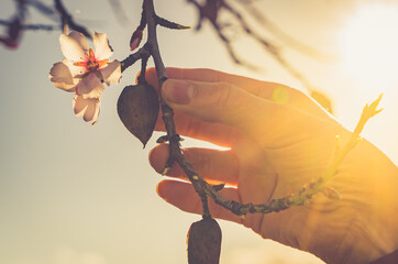 Woman's hands touching almond blossoms at sunset