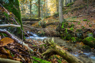 autumn in bavarian forest landscape