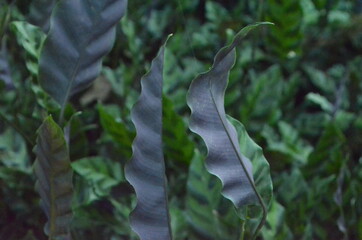 green