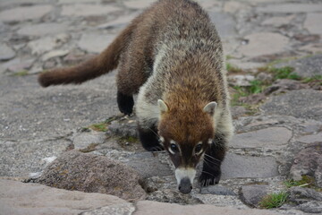 Coatí de frente