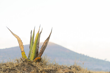 Maguey and Agave plant in Mexico in the morning to make pulque or alchol