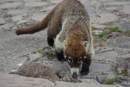 Coat&iacute; de frente