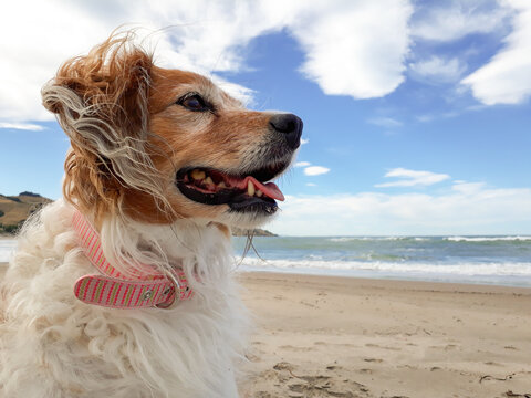 Portrait type shot of cute, fluffy red and white coated, Rough Collie type dog at a beach in Gisborne, New Zealand 