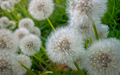 Fluffy White Dandelions Weeds growing in Green Lawn  Grass are a Sign of the Spring Season