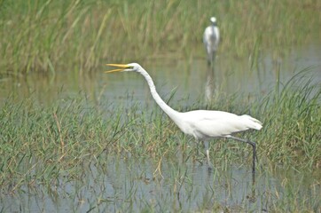 white heron