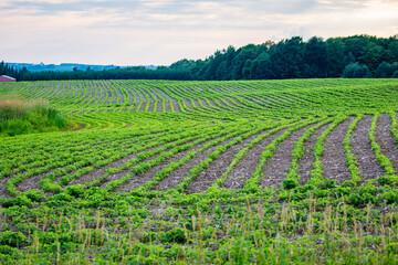 Rows of young soybeans in a Wisconsin farmfield