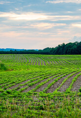 Fototapeta na wymiar Rows of young soybeans in a Wisconsin farmfield
