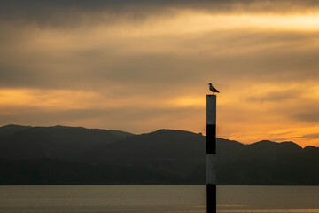 Solitary seagull on an ocean water marker post against a sunset sky at Mahanga Peninsula, East Coast, North Island, New Zealand
