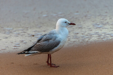 Seagull at the beach