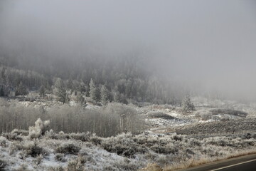 Obraz na płótnie Canvas Foggy day in the tree fields, somewhere in Colorado. 