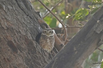 owlet