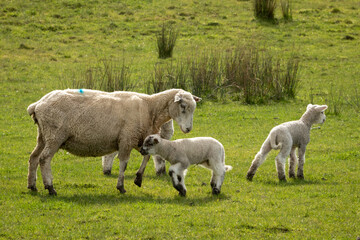 Obraz na płótnie Canvas New Zealand sheep and lambs, Pouawa, near Gisborne, East Coast, North Island. 